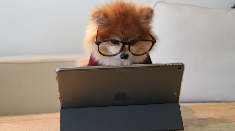 A dog wearing computer glasses in front of a laptop